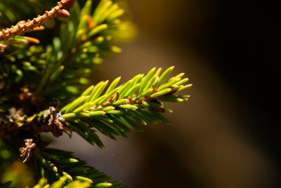 Picea abies 'Cesta' - smrk ztepilý - čarověník - jehlice jaro